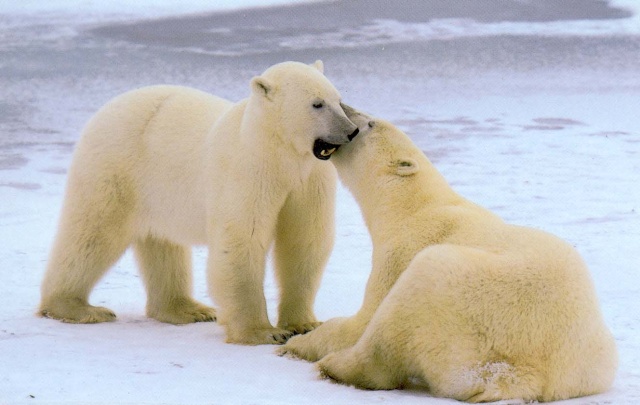 [   Urso-Polar   ] Urso2010