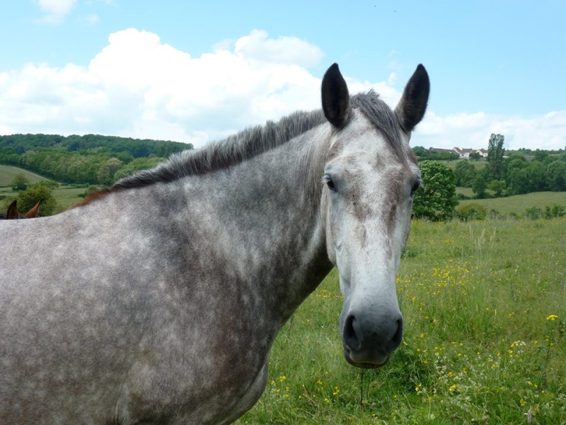 recherche un cheval de rando pour la famille Vic210