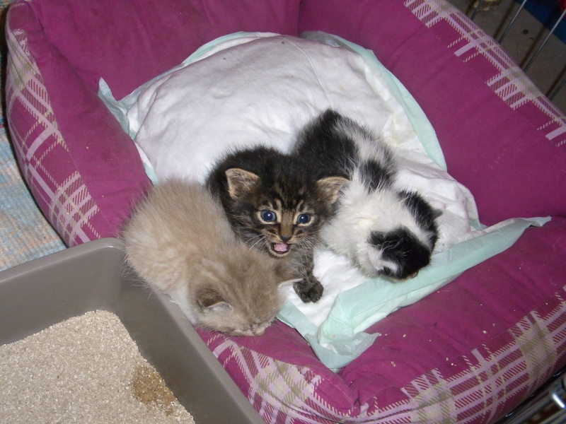 ADOPTE le 16/06/13, Gribouille, adorable chaton  Rimg0115
