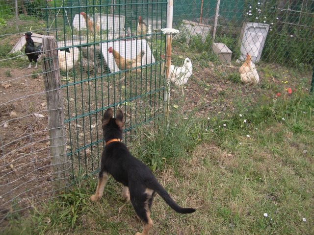 Bambou X Skippy, chiots Berger Allemand à La Vallée des Secrets ! - Page 11 Dscn7611