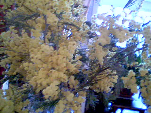 Cueillette du mimosa Florai10