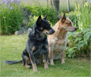 Australian Cattle Dog -Australijski govedar Beides10