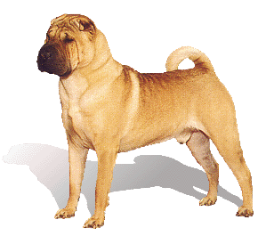 Shar Pei - Sar Pej Sharpe10