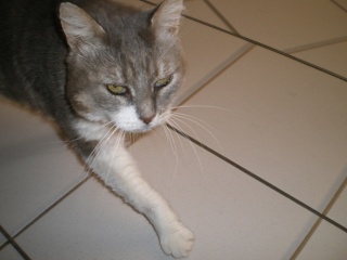 Pacco, gris et blanc, 8 ans, un bon gros chat au coeur tendre - Page 2 Imgp0910