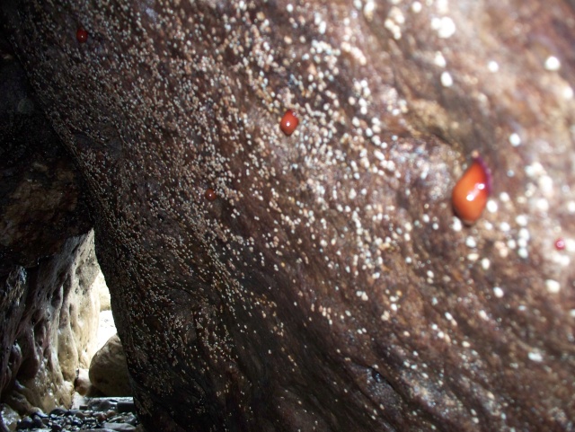 Great Orme Sea Caves 101_0530