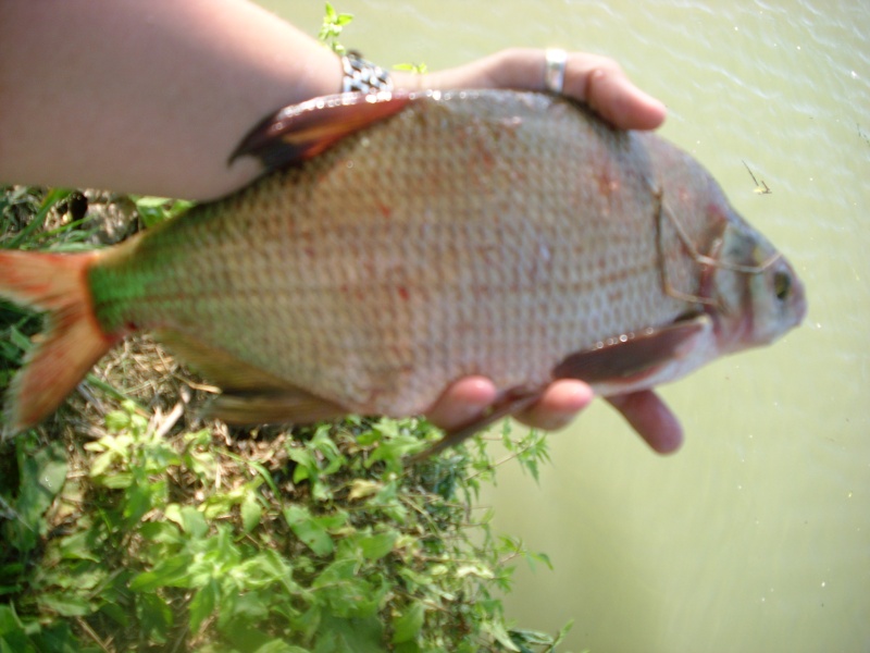 Un beau soleil et un peu de poisson Dsci0035