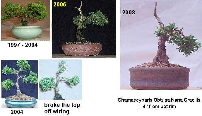 You still have your first bonsai?  - Page 3 Chamy_10