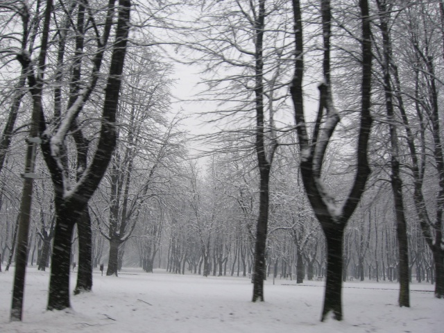 nevicata del 2 febbraio 2009 in brianza Fdsds_26