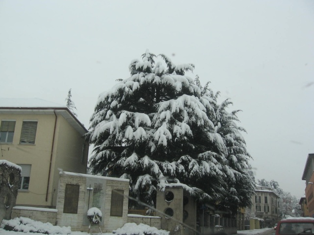 nevicata del 2 febbraio 2009 in brianza Fdsds_32