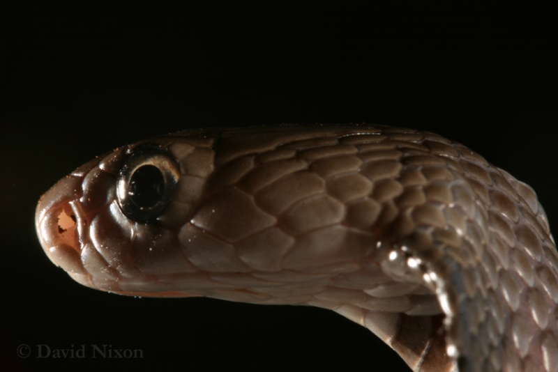 Various venomous snakes shot today Sep510
