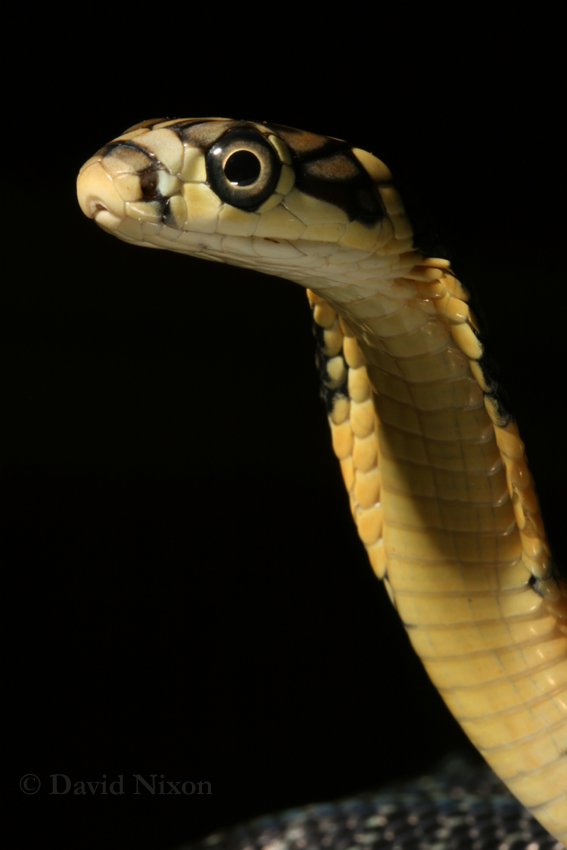 Various venomous snakes shot today Sep710