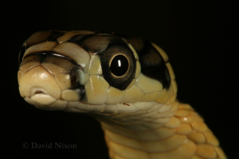 Various venomous snakes shot today Sep810