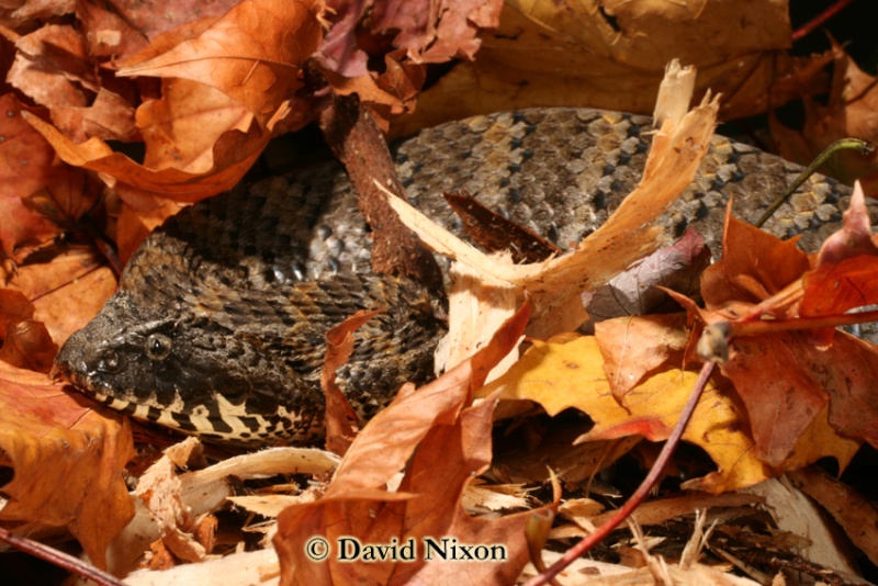 Various photographs taken last week. (sorry a couple of non-venomous) Snake811