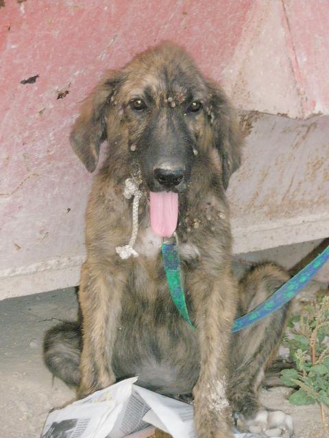 Desaparecido -  Cachorrito abandonado en un solar sin agua ni comida, lleno de garrapatas.DIFUSION 113