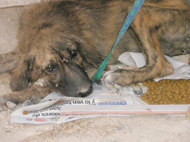 Desaparecido -  Cachorrito abandonado en un solar sin agua ni comida, lleno de garrapatas.DIFUSION 212