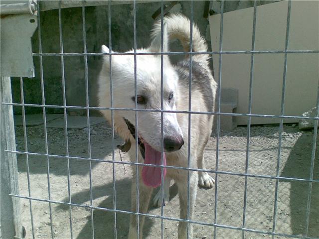Adoptado -- NIEBLA, husky macho, protectora de CALLOSA 313
