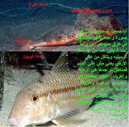 أسماك البحر الأبيض المتوسط وطرق صيدها بالصور 63598910