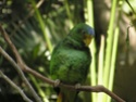 صور طائر الببغاء Amazon12