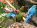 صور طائر الببغاء Macaws10
