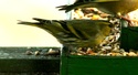صور  طائر النعار Zvonoh10