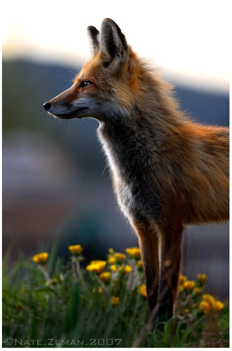 Cute animal photos - Page 4 Fox_po10