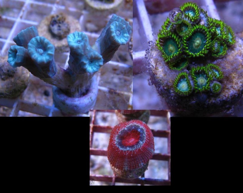 My new corals Zgdhad11