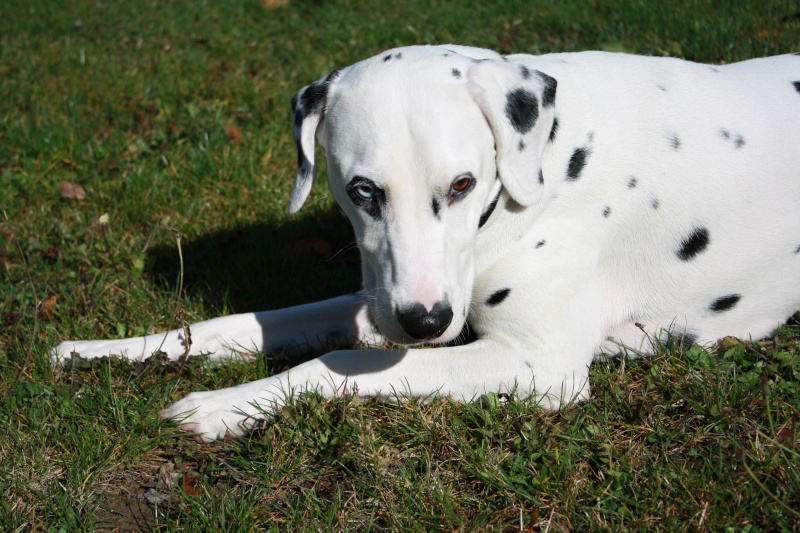 MANY-dalmatien-1ans-en fa(dpt28) Img_3513