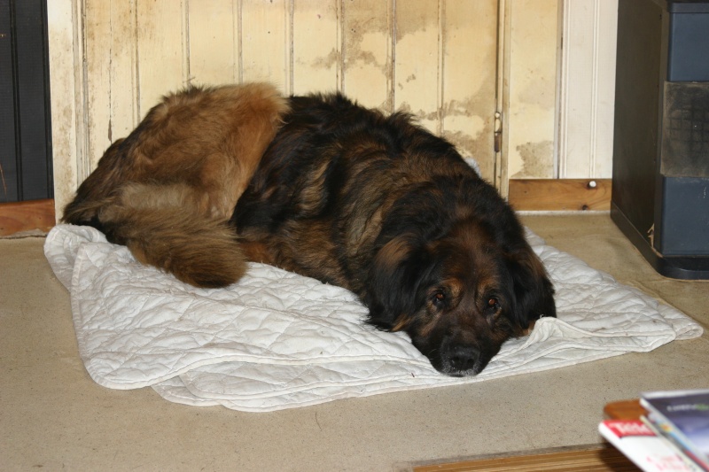 Rainbow, Leonberg de 8 ans mâle à replacer  (ADOPTE) 01410