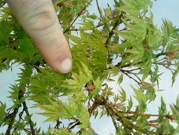 Acer Palmatum Osa-Kazuki Acer_p11