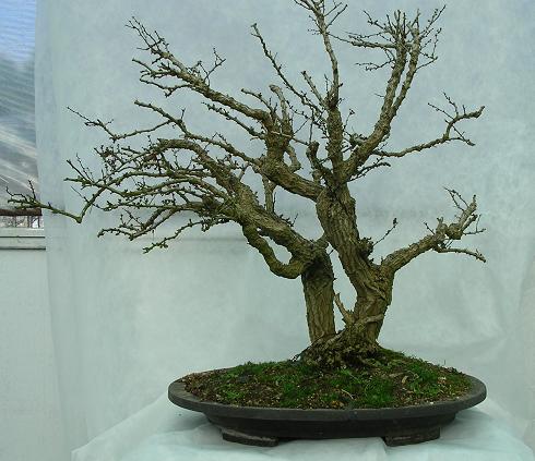 Jersey Bonsai Society Berber10