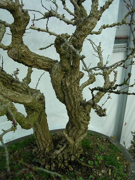 Jersey Bonsai Society Berber11