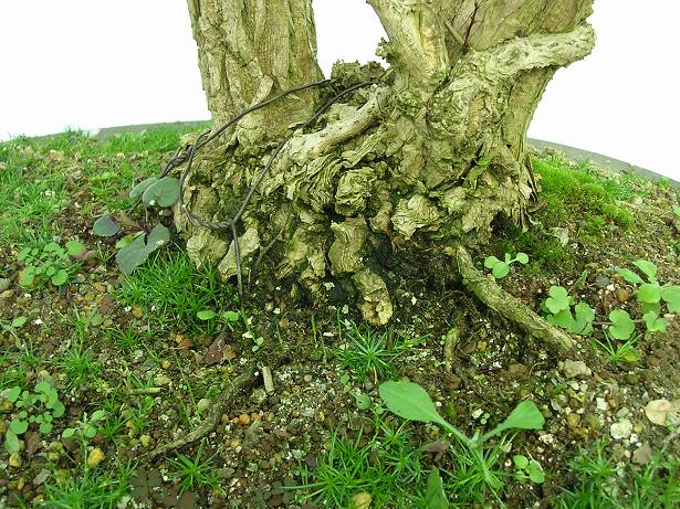 Jersey Bonsai Society Berber12