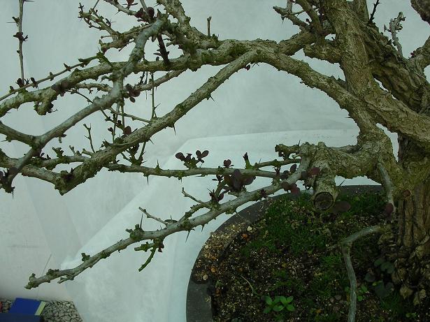 Jersey Bonsai Society Berber13