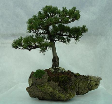 Jersey Bonsai Society White_10