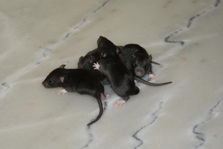 [71] petit rat male noir Irish Ti_rat10