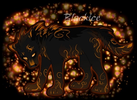 Blackice ♀ Nourrice Blacki10