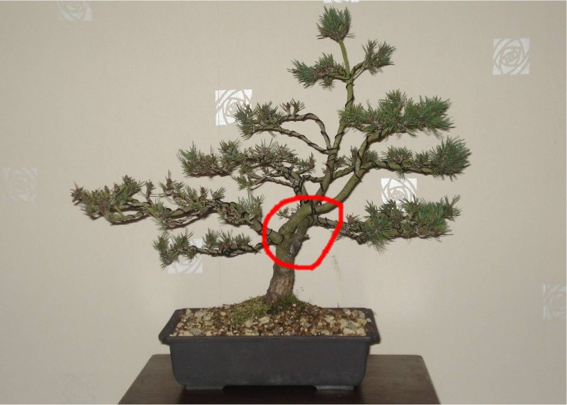 Pinus Sylvestris “Beuvronensis” Advice Scots_16
