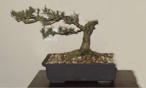 Pinus Sylvestris “Beuvronensis” Advice Scots_17