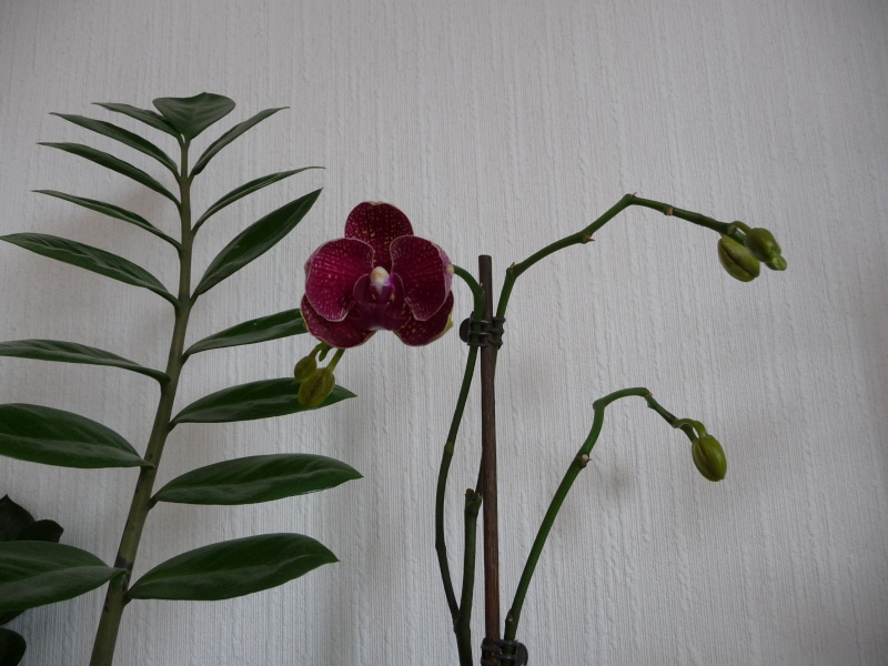mon orchidée phal P1010313