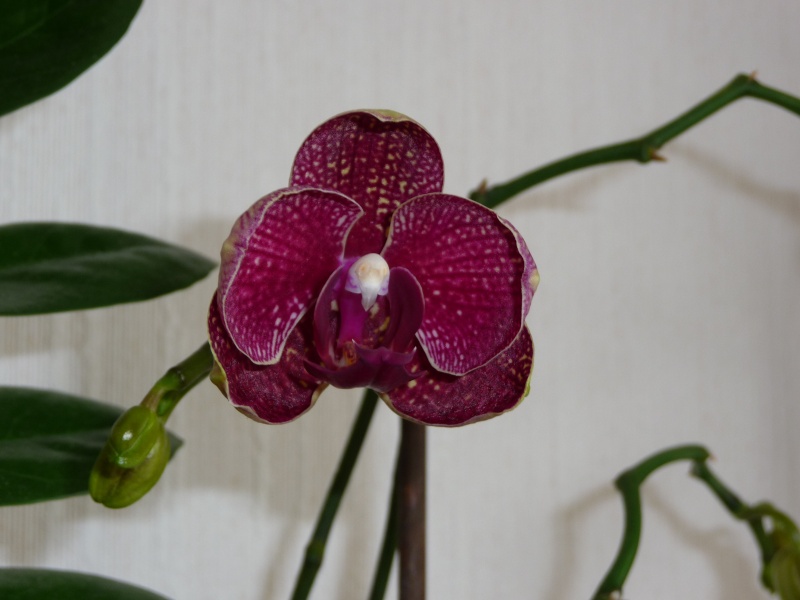 mon orchidée phal P1010314