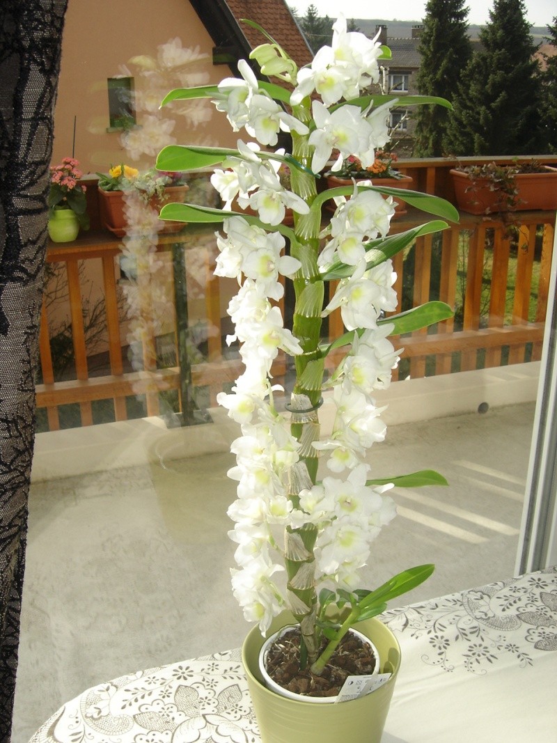 Dendrobium  ....   type Phalaenopsis. Prise_12