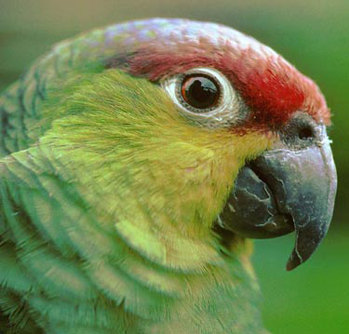 Amazon Parrot Care - Guide to a Happy Healthy Amazon Amazon10