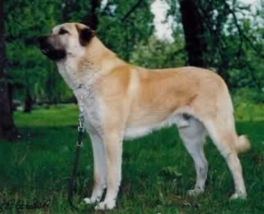 ANATOLIAN SHEPERD DOG Anatol11