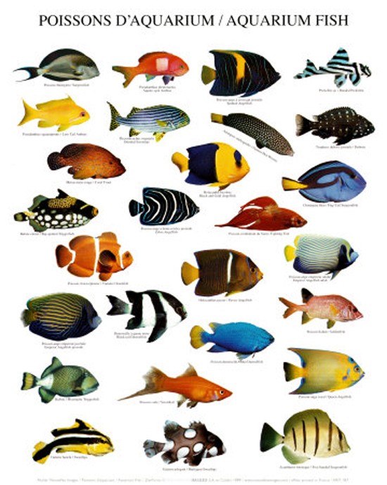 AQUARIUM FISHES Aquari10