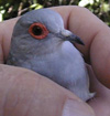 DIAMOND DOVES (Geopelia Cuneate) Cere2012