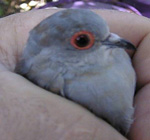 DIAMOND DOVES (Geopelia Cuneate) Cere_f10