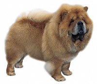 CHOW CHOW INFORMATIONS Chow_c11