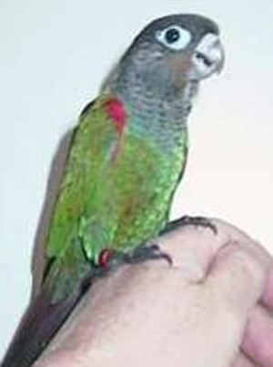 BREEDING CONURES Conure10