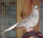 DIAMOND DOVES (Geopelia Cuneate) Diamon11