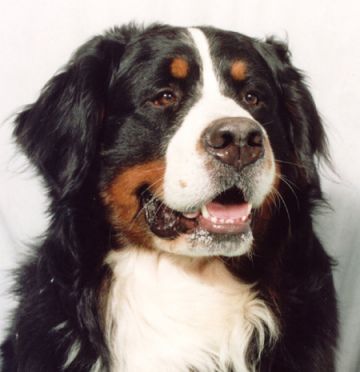 BERNESE MOUNTAIN DOGS Great13